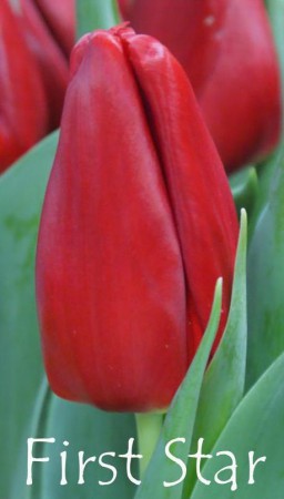 First Star - Шикарный классический крупный тюльпан. Бокаловидная форма. Цвет алый. Высота 40-50